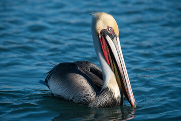 A pelican (pelenacus)  a marina at Loreto, Baja California, Mexico. - Powered by Adobe