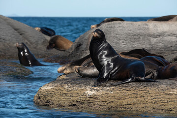 A group of sea lion (Otaria flavescens) at a island in Loreto, Baja California, Mexico. © Cavan