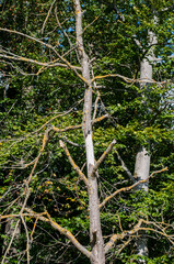 a dead beech tree at forest edge
