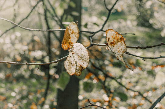 Hojas secas en oto&ntilde;o pendiendo de la rama de un &aacute;rbol durante una ma&ntilde;ana soleada
