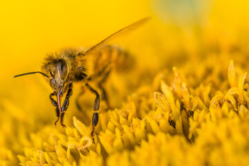 Bee