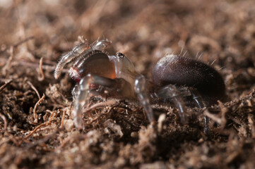 Purse web spider (Atypus affinis), Italy.