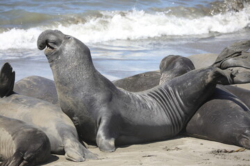 Robben / See-Elefanten an der Küstenstraße (USA / San Simeon)
