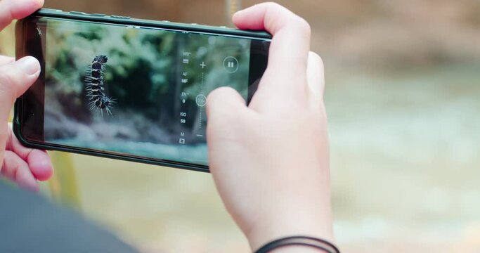 Close up Woman using smartphone taking photo to animal worm hanging in the nature tropical forest , view from screen smartphone