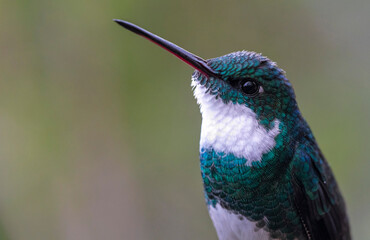 Fototapeta premium White-throated Hummingbird 