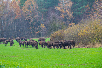 
impressive giant wild bison grazing peacefully in the autumn scenery