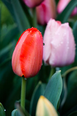 Flower Farm
