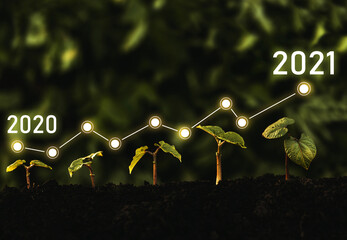  Seedling are growing from soil with growth comparative year 2020 to 2021. Concept of business...