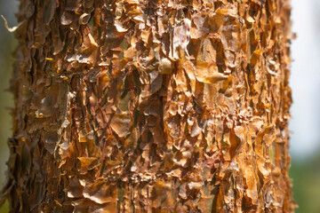 Tree bark close up texture background