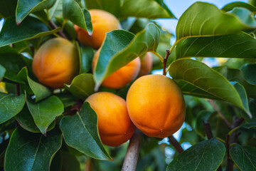 Ripening orange persimmons hanging on tree branch with green leaves in the spanish garden, selective focus