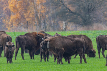 
impressive giant wild bison grazing peacefully in the autumn scenery