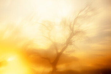 Landscape inspired by the paintings of William Turner. Backlit dry tree. Sierra de Guadarrama....