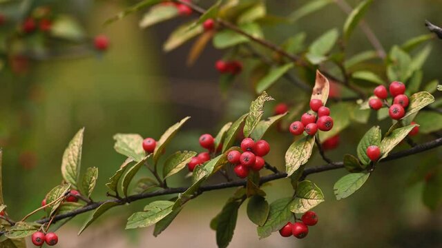 Red berries on Pyracantha branch