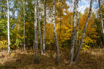 Birch trees golden autumn landscape. October Kharkov, Ukraine