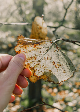 Mano sujetando unas hojas secas pendiendo de la rama de un &aacute;rbol durante una ma&ntilde;ana soleada de oto&ntilde;o