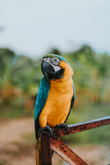 Retrato de loro guacamayo azul y amarillo en fondo natural