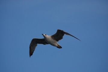Single Seagull Flying in a Blue Sky