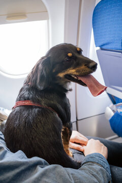 Dog Next To The Window Of A Plane.