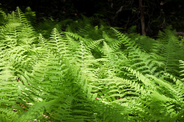 fern field in forest