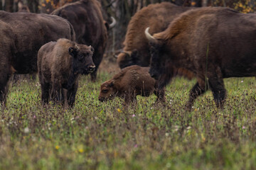 
impressive giant wild bison grazing peacefully in the autumn scenery