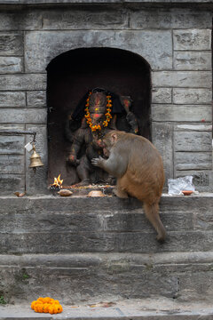 Monkey in the temple of Kathmandu holds hands like praying