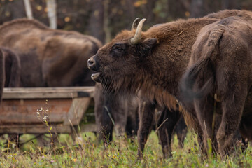 Fototapeta premium impressive giant wild bison grazing peacefully in the autumn scenery