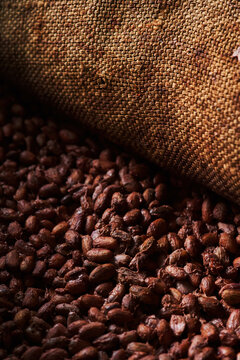 Cocoa beans fermenting under cloth