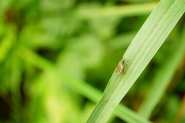 Macro photography of fly in grass