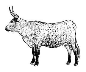 Breeding cattle. silhouette of a grazing cow. vector illustration isolated on white background