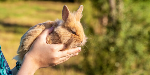Woman holding cute beautifulfluffy rabbit outdoor, closeup. Selective focus. Sawe animals concept.