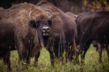 
impressive giant wild bison grazing peacefully in the autumn scenery