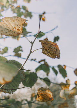 Hojas secas pendiendo de la rama de un &aacute;rbol durante una ma&ntilde;ana soleada de oto&ntilde;o