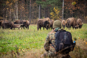 
impressive giant wild bison grazing peacefully in the autumn scenery