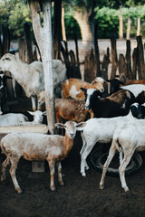Cabras caminando en la granja 