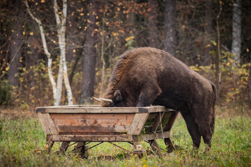 
impressive giant wild bison grazing peacefully in the autumn scenery