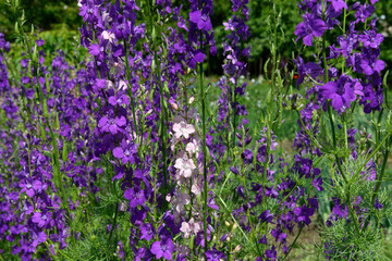 Obraz premium Close-up many bright purple flowers of Delphinium ajacis.
