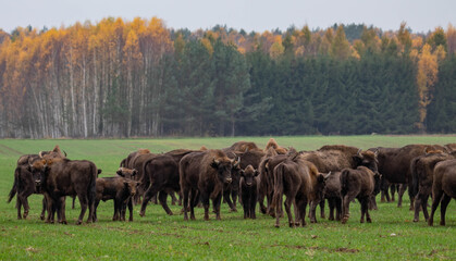 
impressive giant wild bison grazing peacefully in the autumn scenery