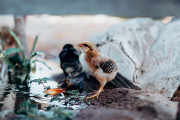 Pollito amarillo bebiendo agua en paisaje natural