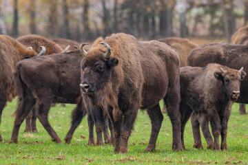 impressive giant wild bison grazing peacefully in the autumn scenery