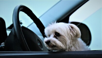 Hund am Steuer