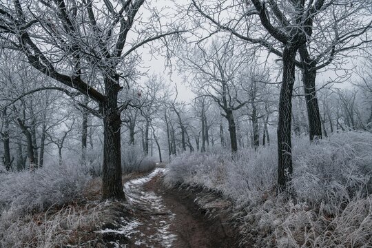 Misty morning in the woods