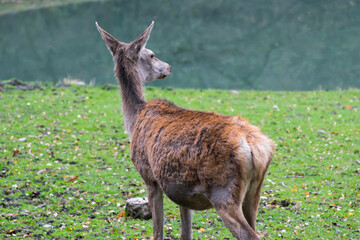 Female deer in the zoo