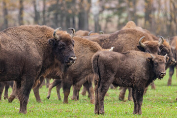 Fototapeta premium impressive giant wild bison grazing peacefully in the autumn scenery