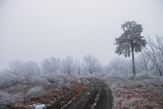 Misty morning in the woods