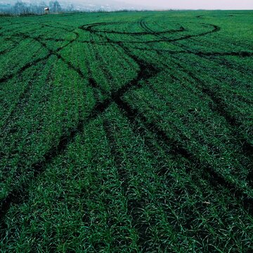 Green field on a frosty November day