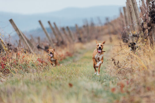 Hunting Dogs Running