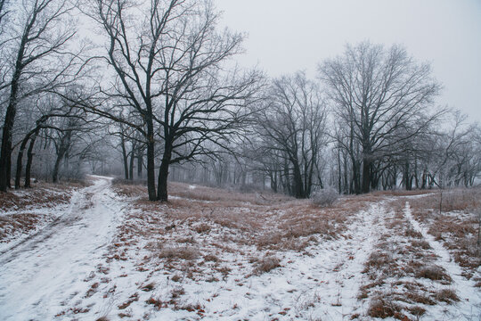 Misty morning in the woods