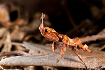 Ghost mantis (Phyllocrania paradoxa), Hymenopodidae