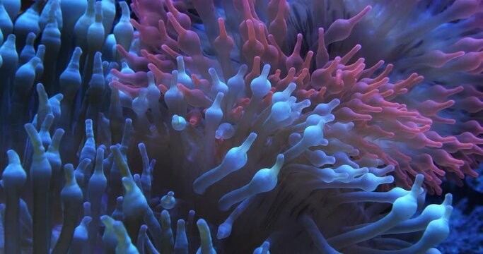 Bubble-tip anemone, (Entacmaea quadricolor) is a species of sea anemone.