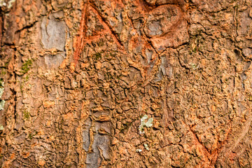Tree bark close up texture background